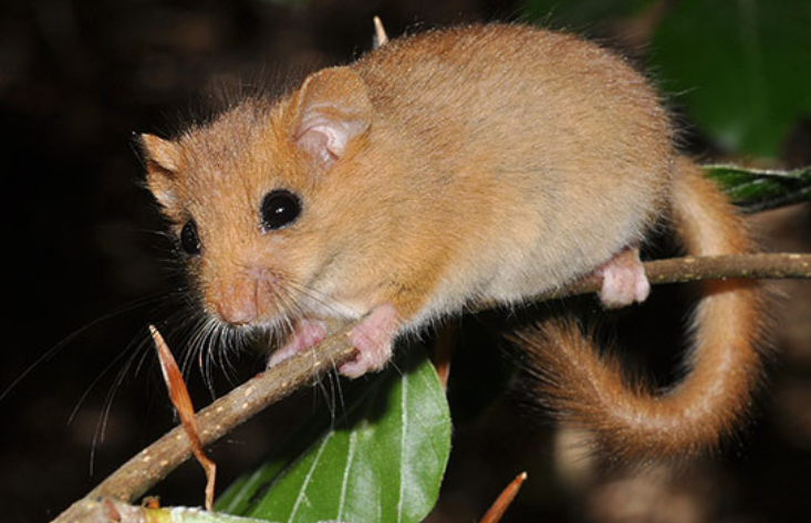 Haselmaus